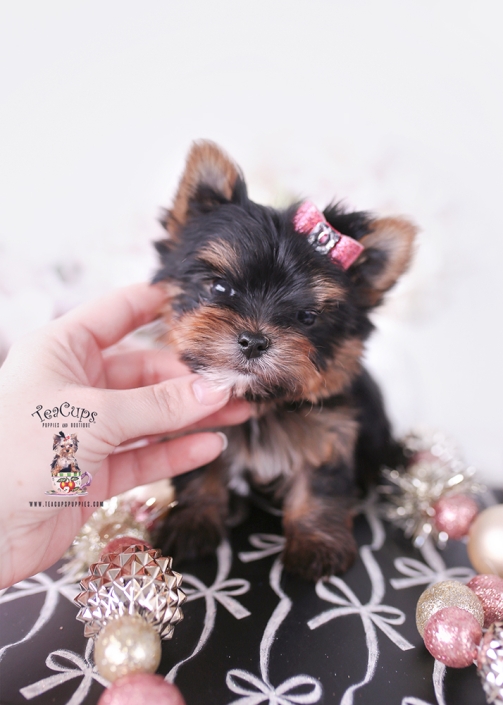 yorkie-puppy-25-233-b