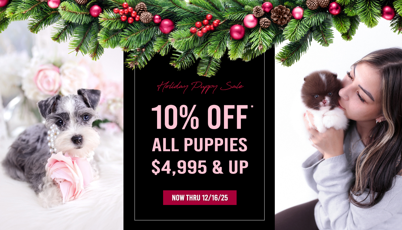 holiday-teacup-puppy-sale-2025-f