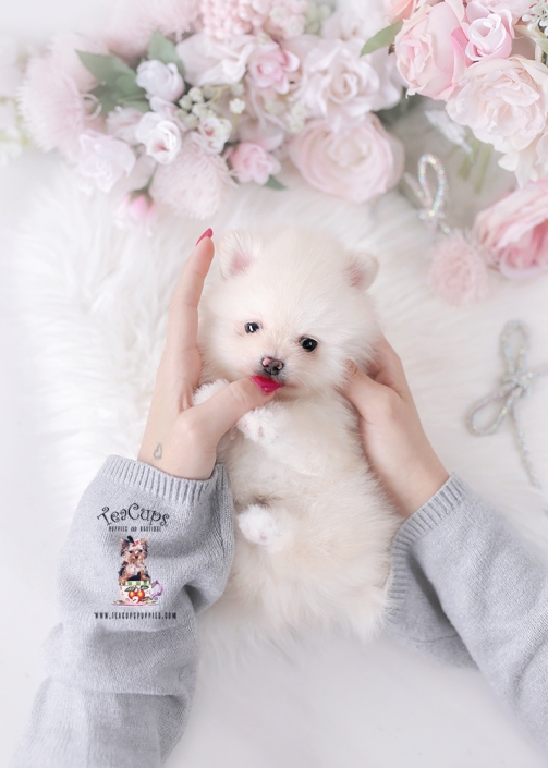 pomeranian-puppy-25-242