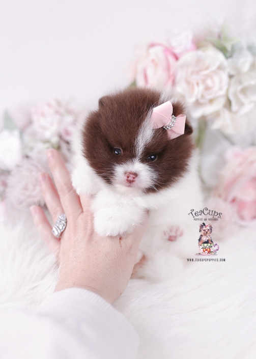 pomeranian-puppy-25-244-bb