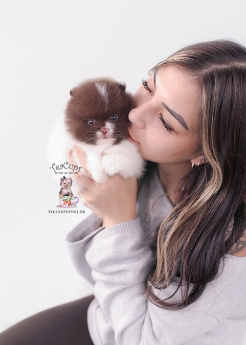 pomeranian-puppy-25-245-dd