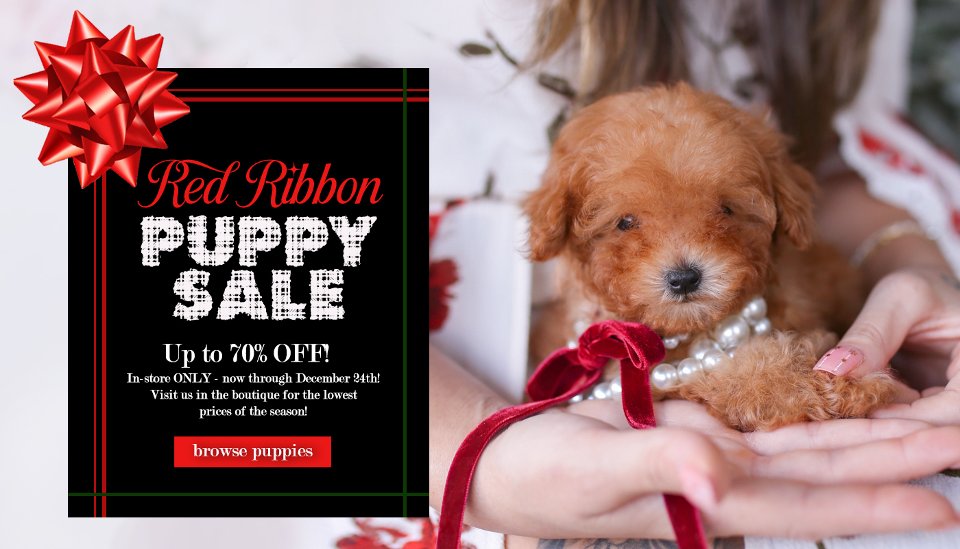 red-ribbon-christmas-puppy-sale