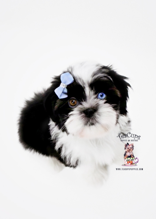 shih-tzu-puppy-25-229