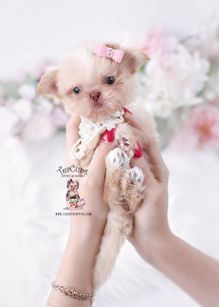 shih-tzu-puppy-25-241-aa