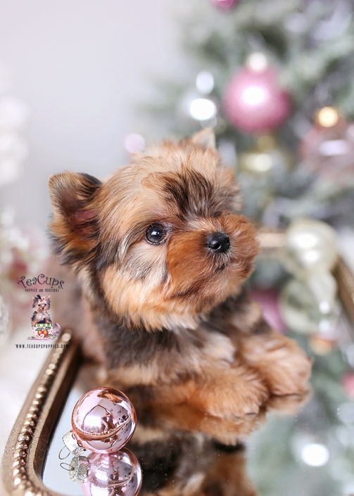 yorkie-puppy-25-253-B