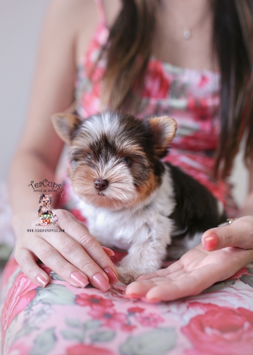 biewer-puppy-26-009-marbles