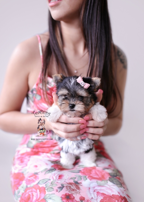 biewer-terrier-puppy-26-010-bella-b