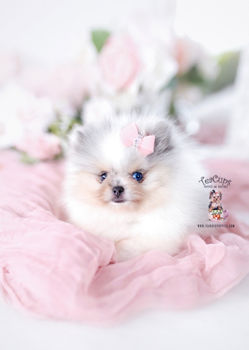 bonbon-pomeranian-blue-eyes-007-b