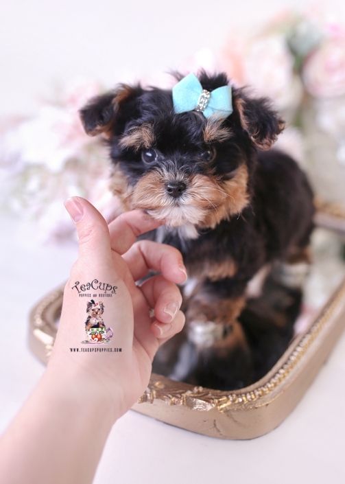 maltipoo-26-013-bandit-b