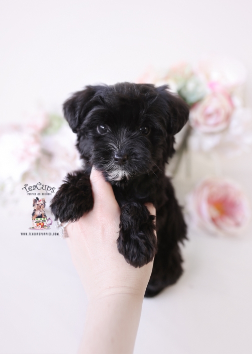 maltipoo-puppy-26-011