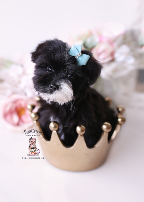 maltipoo-puppy-26-012-domino-b
