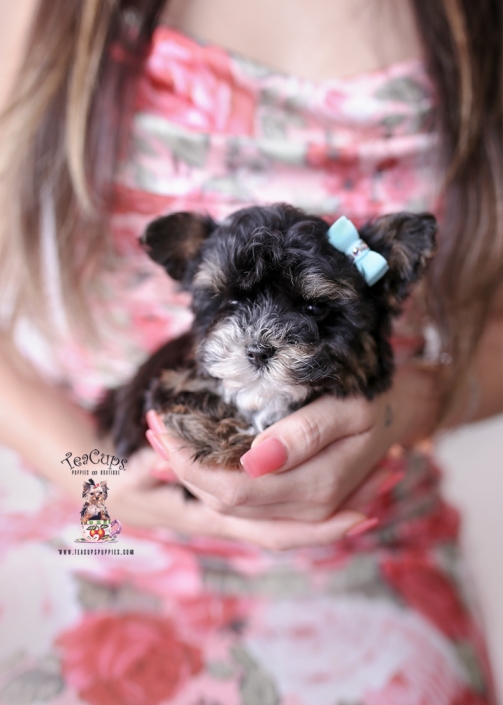 maltipoo-puppy-26-014