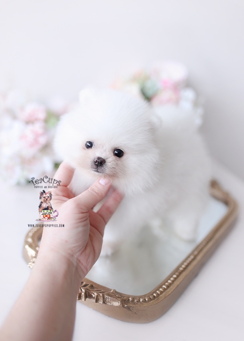 pomeranian-puppy-26-001-b