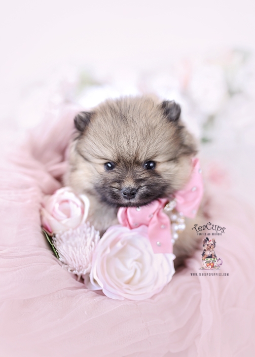 pomeranian-puppy-26-024