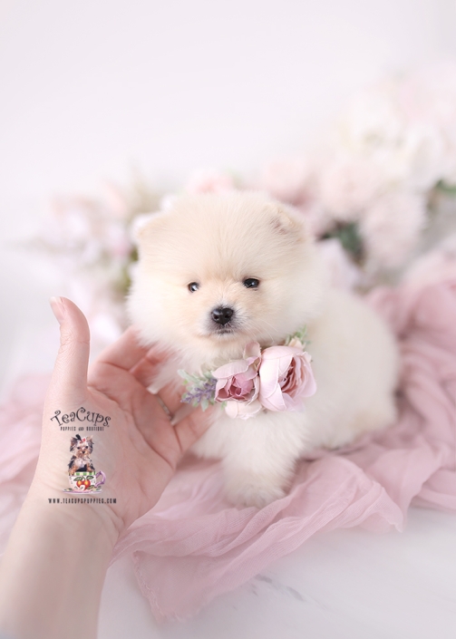 pomeranian-puppy-26-027