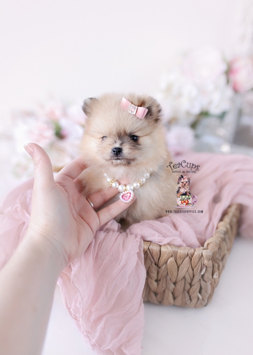 pomeranian-puppy-26-028