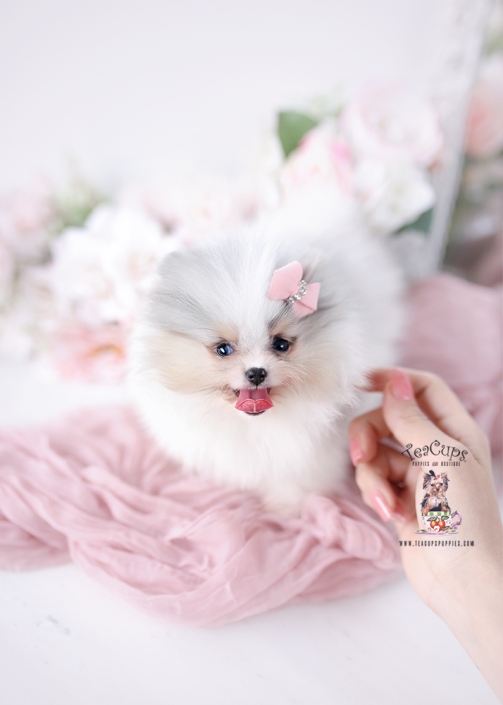 teacup-pomeranian-puppy-26-006