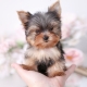 teddy the teacup yorkie puppy