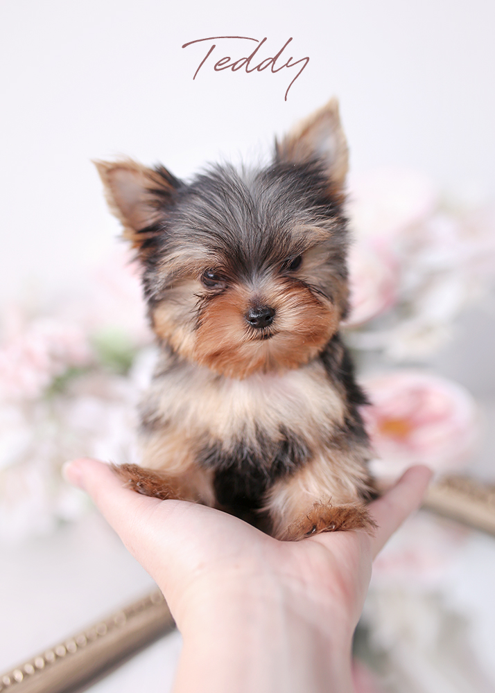 teddy the teacup yorkie puppy