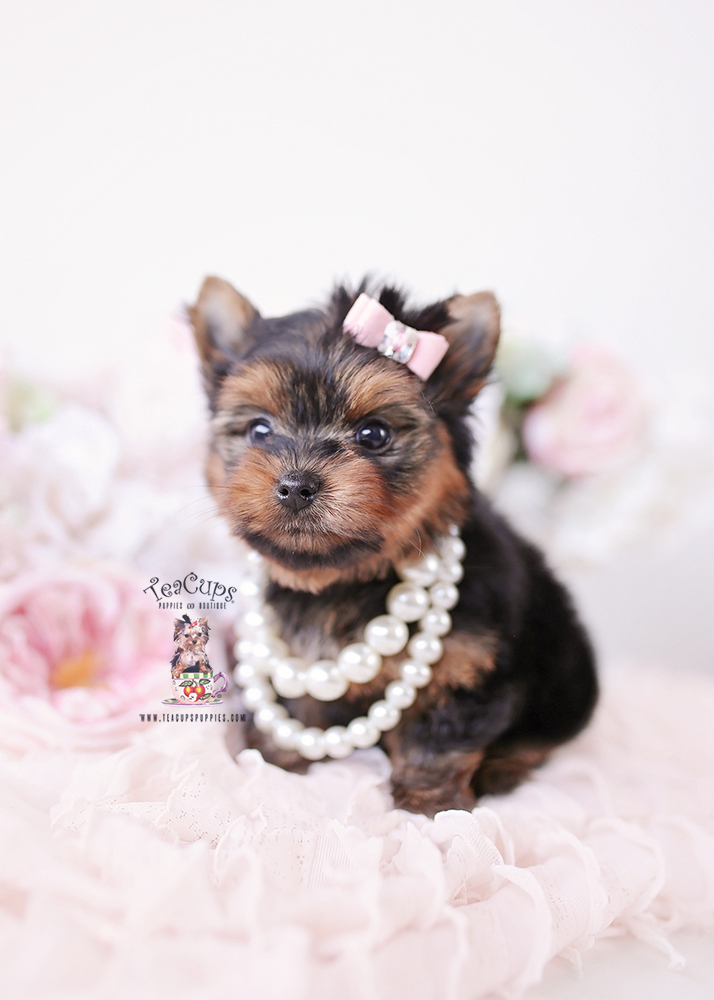 tiny yorkie puppy