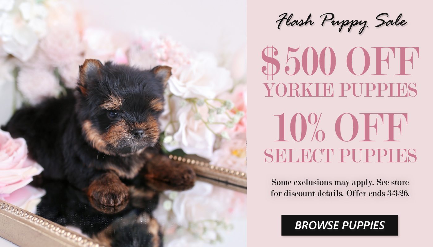 YORKIE-SALE-26