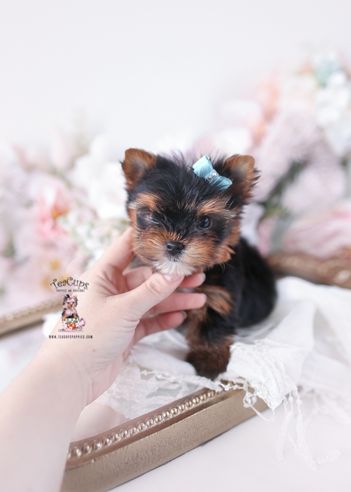 benny-yorkie-26-038b