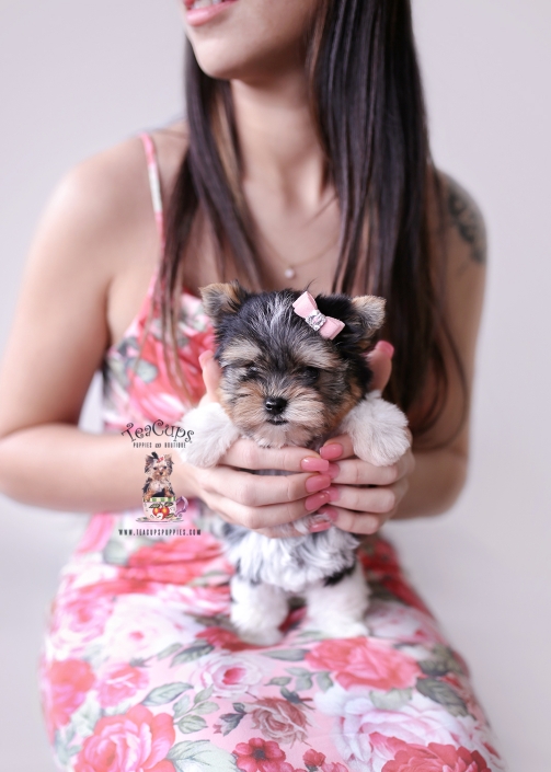 biewer-terrier-puppy-26-010-bella-bb