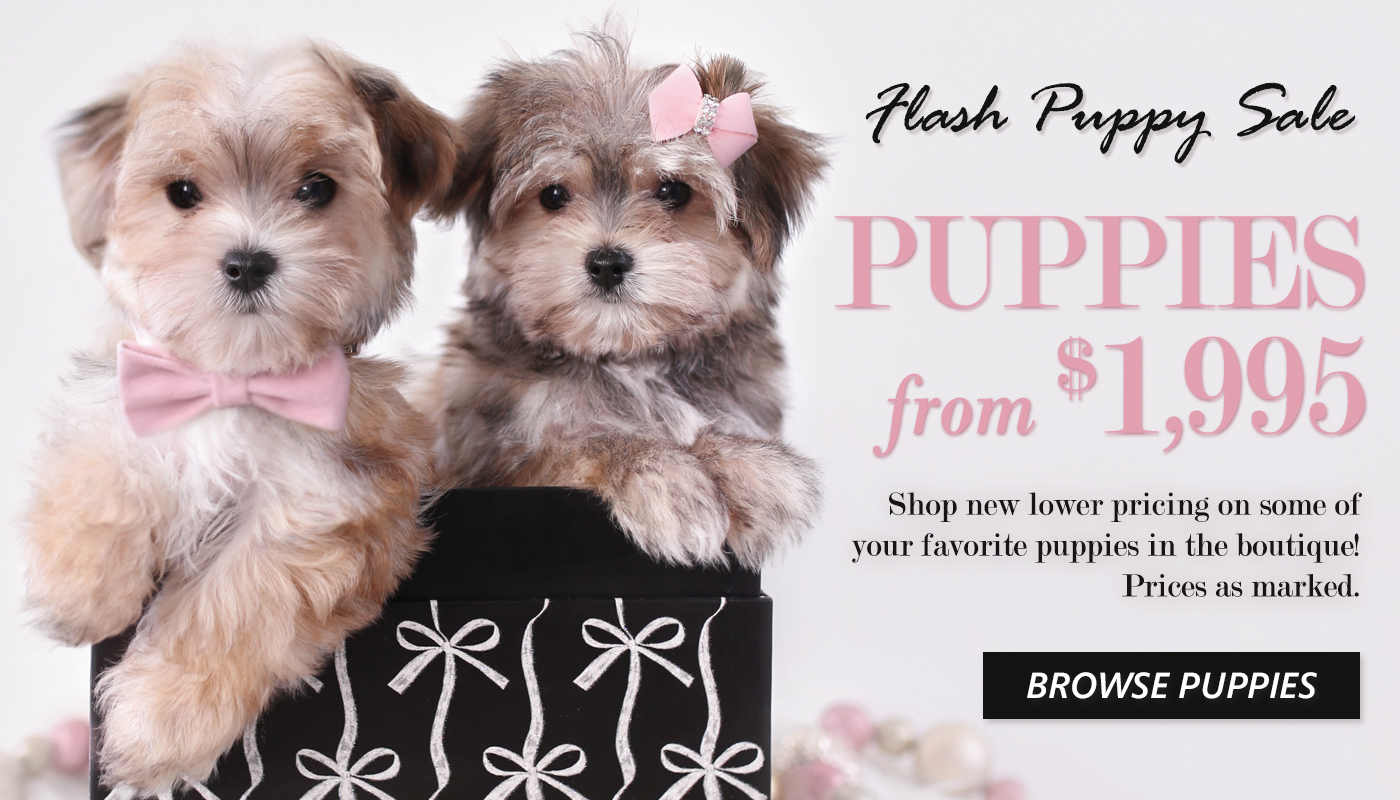 flash-puppy-sale-teacup-puppies