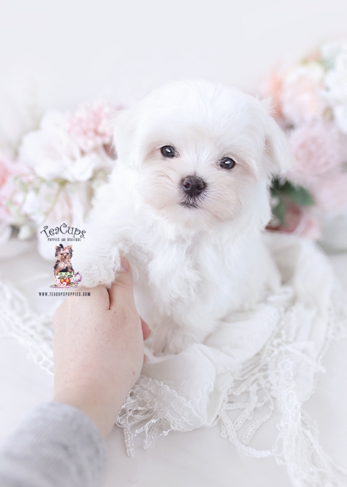 maltese-puppy-26-041bb