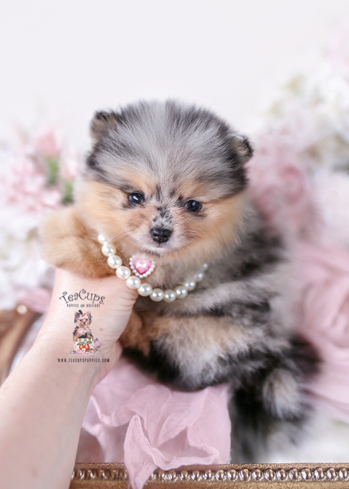 merle-pomeranian-puppy-26-026