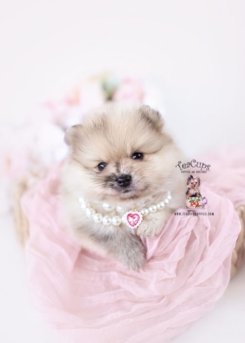 pomeranian-puppy-26-023