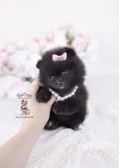 pomeranian-puppy-26-025b