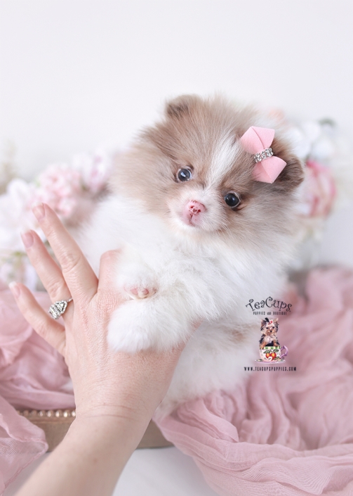 pomeranian-puppy-26-035