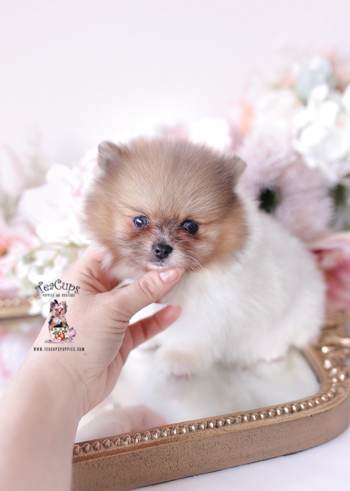 pomeranian-puppy-26-045b
