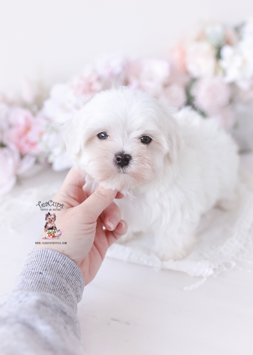 popcorn-maltese-040b