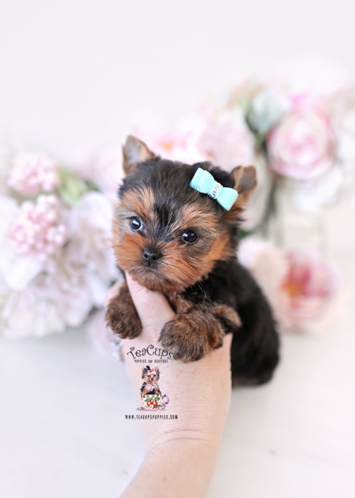 yorkie-puppy-26-008