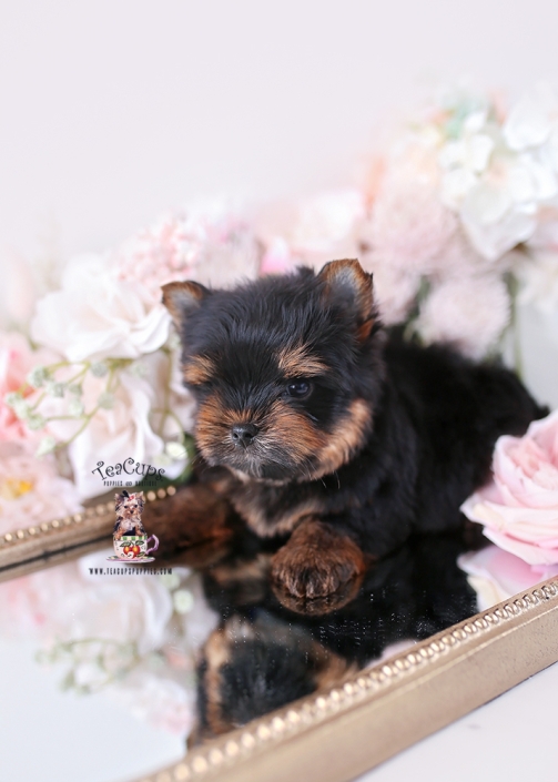 yorkie-puppy-26-030