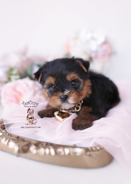 yorkie-puppy-26-032