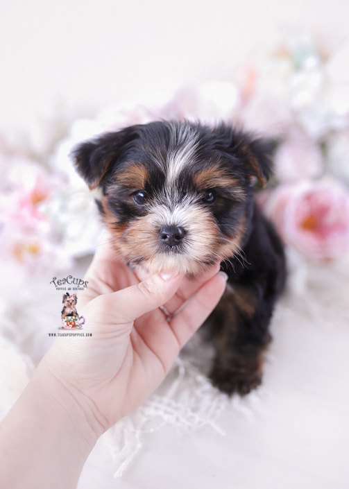 yorkie-puppy-26-034