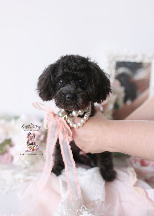 p250259-puppy