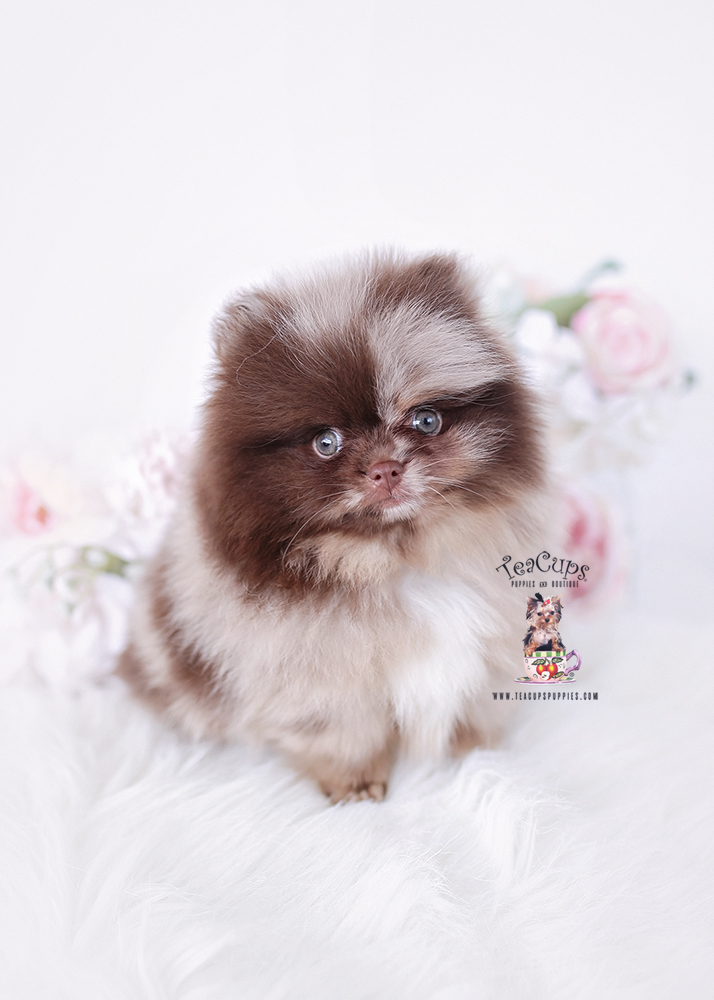 pomeranian-puppy-26-067