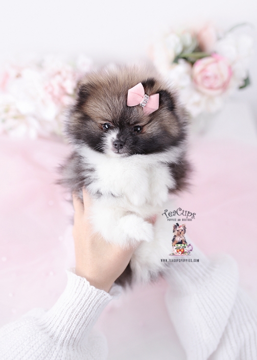 pomeranian-puppy-26-069