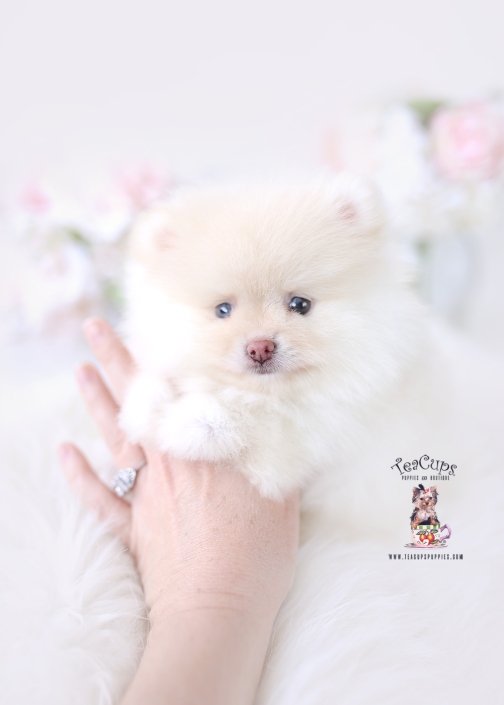pomeranian-puppy-26-073