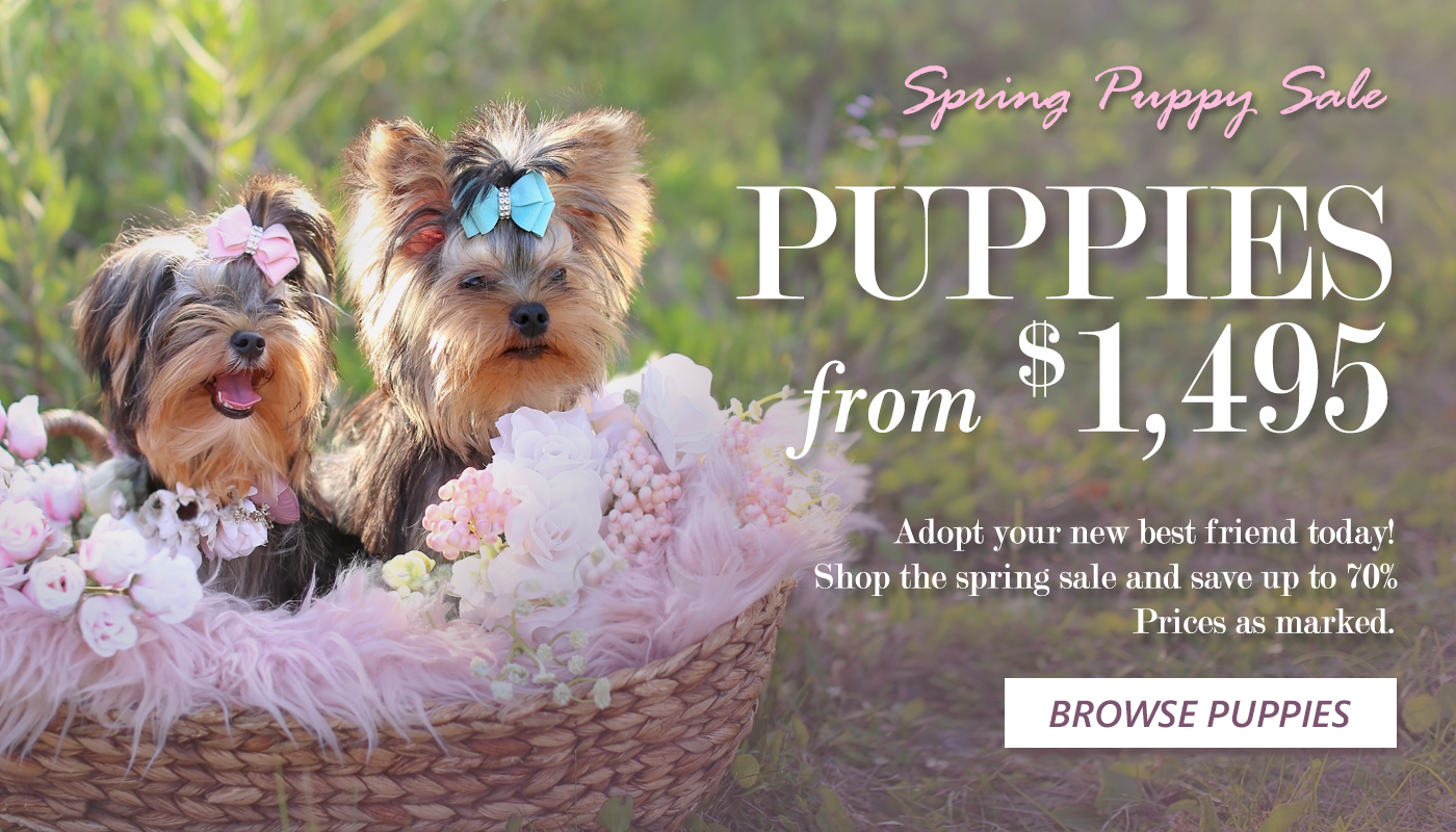 spring-puppy-sale-teacup-puppies-miami-florida