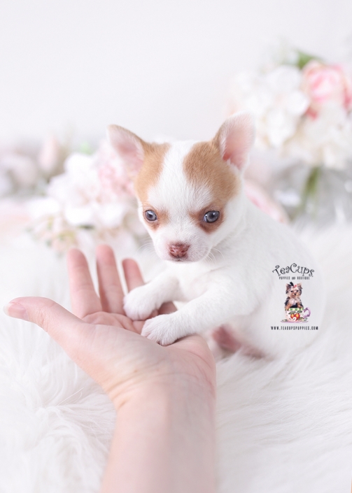 chihuahua-puppy-26-083b