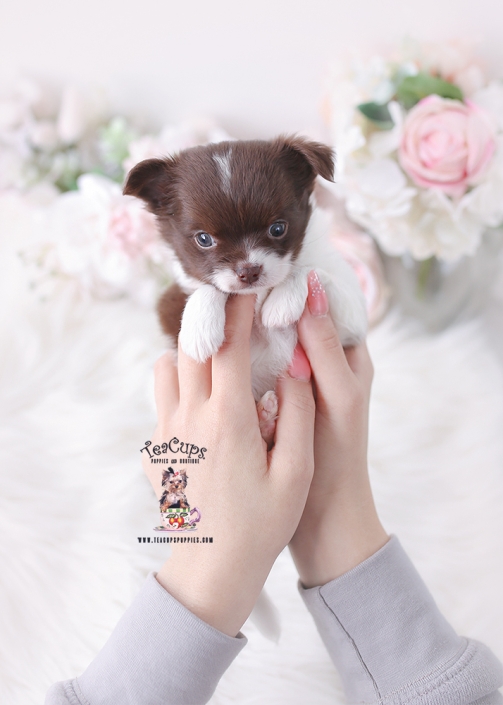 chihuahua-puppy-26-084bb