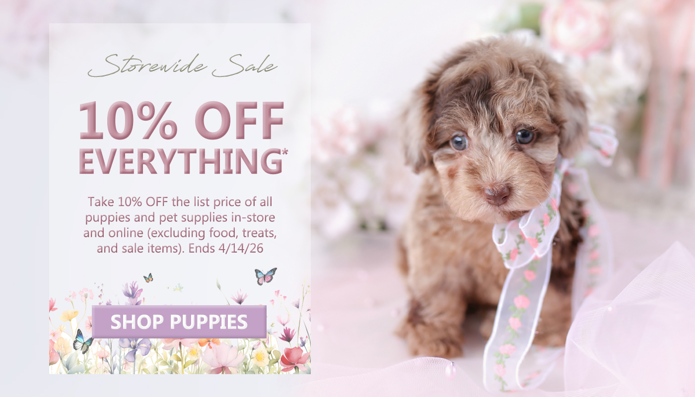 spring-puppy-sale-teacup-puppies-miami-florida-poodles-yorkies-pomeranians