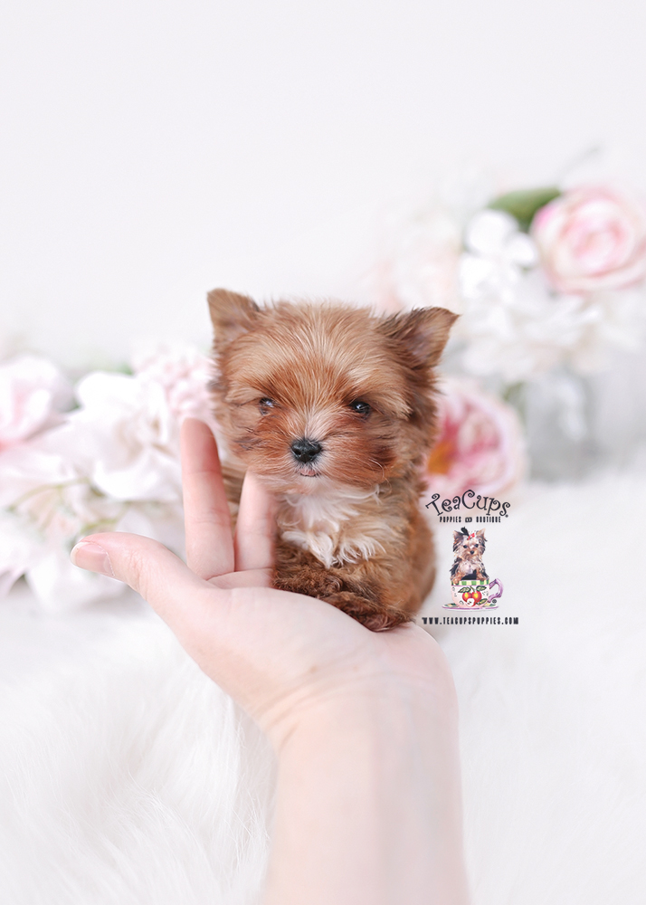 teacup-yorkie-puppy-26-075