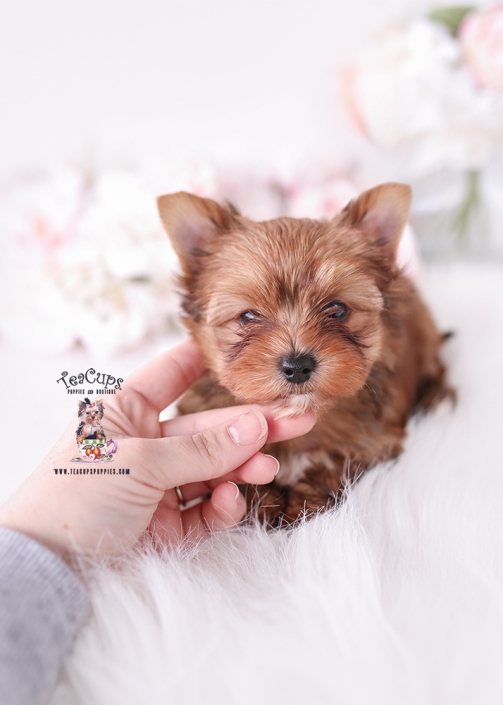 yorkie-puppy-26-074b