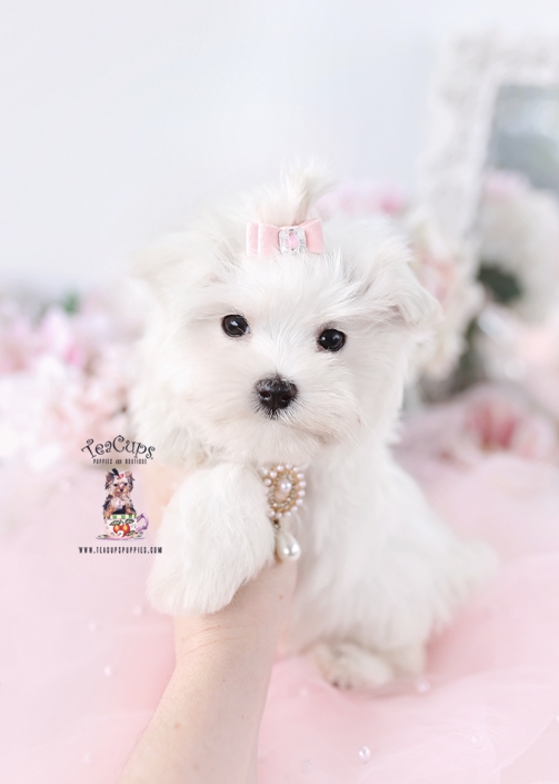 maltese-puppy-26-115
